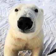 Visit Polar Bears