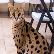 Savannah Cat