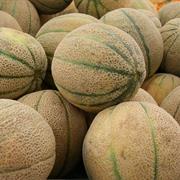 Rockmelon