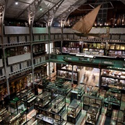 Pitt Rivers Museum (Oxford, UK)