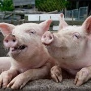 As Happy as a Pig in Mud