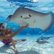 Swimming With Manta in Bora Bora