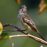 Yellow-Bellied Elaenia (Elaenia Flavogaster)