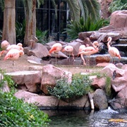 Flamingo Wildlife Habitat, Las Vegas