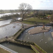 WWT Slimbridge Wetland Centre