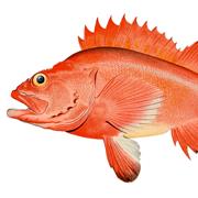 Yelloweye Rockfish