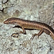 Christmas Island Forest Skink