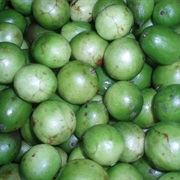 Brazil Plum / Imbu (Spondias Tuberosa)