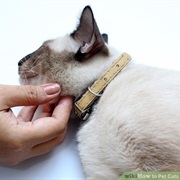 When They Let You Scratch Their Neck