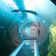 Underwater Aquarium