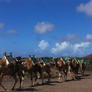 Echadero De Los Camellos, Timanfaya, Lanzarote