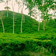 Lakkatura Tea Garden