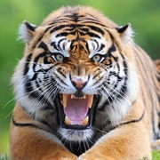 See Tigers