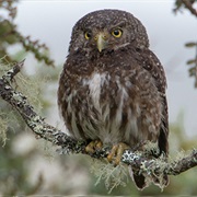 Andean Pygmy-Owl (Glaucidium Jardinii)