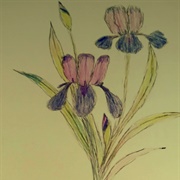 Iris Meagan Scribner