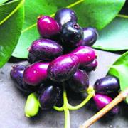 Jamun