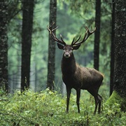 Tuchola Forest NP / Zaborski LP, Poland