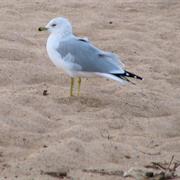 Indiana Dunes State Park