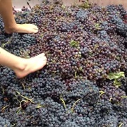 Stomp Grapes