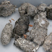 Picked Through Owl Pellets