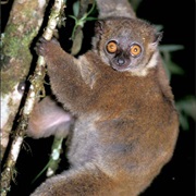 Manombo Sportive Lemur