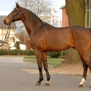 French Trotter