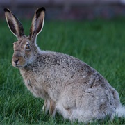 White-Tailed Jackrabbit