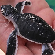 Sea Turtle Conservation in Costa Rica