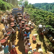 Coffee/Chocolate/Sugar Cane Tour