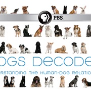 Dogs Decoded