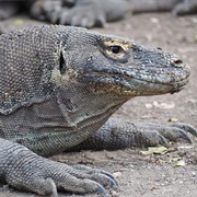Watching the Komodo Dragons, Flores, Indonesia