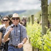 Wine and Food Festivals