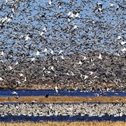 Quivira National Wildlife Refuge