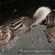 Grandidier's Mongoose