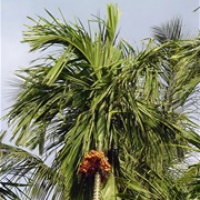 Areca Palm (Areca Catechu)