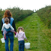 Pick/Try Saskatoon Berries