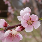 Peach Blossom