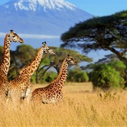 See Your Favorite Animal in the Wild