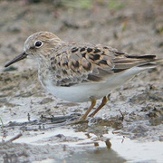 Temminck's Stint