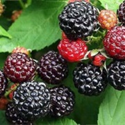Korean Blackberry (Rubus Coreanus)