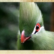 Birds of Eden, South Africa