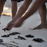 Release Baby Turtles Into the Wild