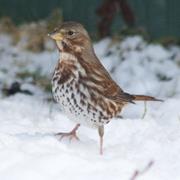 Fox Sparrow