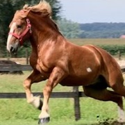 Flemish Horse