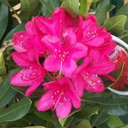 Rhododendron