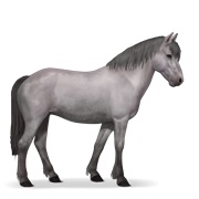 Newfoundland Pony - Mouse Gray