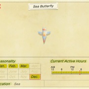 Sea Butterfly