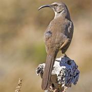 California Thrasher
