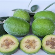 Feijoa