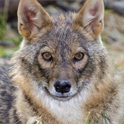 African Golden Wolf